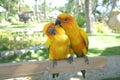 Lovebird Couple Colorful Parrot. in the Zoo