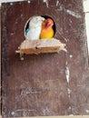 Lovebird Couple At Their House
