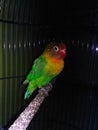 Lovebird in the dark Royalty Free Stock Photo