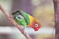 Beautiful green parrot lovebird on branch of tree