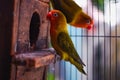 Lovebird in a green red and yellow cage