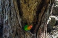 Lovebird guards the nest. Serengeti, Tanzania