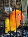 A lovebird, lutino type, black eyes with red beak and middle orange and yellow feathers in an iron cage