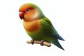 Lovebird Parrot isolated on solid white background. ai generative Royalty Free Stock Photo