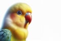 Lovebird Parrot isolated on solid white background. ai generative Royalty Free Stock Photo