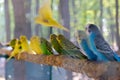 Lovebird parrots sitting together on a tree branch Royalty Free Stock Photo