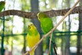 Lovebird parrots sitting together on a tree branch Royalty Free Stock Photo