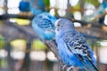 Lovebird parrots sitting together on a tree branch Royalty Free Stock Photo