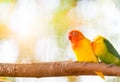 Lovebird parrots sitting together on a tree Royalty Free Stock Photo