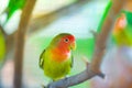 Lovebird parrots sitting on a tree branch Royalty Free Stock Photo