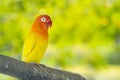 Lovebird parrots sitting on a tree branch Royalty Free Stock Photo