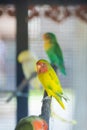 Lovebird parrots sitting on a tree branch Royalty Free Stock Photo