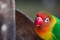 Beautiful green parrot lovebird on branch of tree