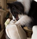 A lovebird and a Shetland Shepherd playing together