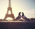 Lovebird Silhouette On Blurred Eiffel Tower Background