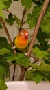 Lovebird sitting on a branch