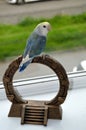 Lovebird sitting on stargate,