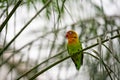 A lovebird standing on bamboo branch Royalty Free Stock Photo