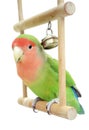 Lovebird on swing Royalty Free Stock Photo