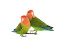 Lovebird