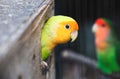 Lovebird yellow Royalty Free Stock Photo