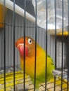 Lovebird yellow action Royalty Free Stock Photo