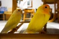 lovebird yellow Royalty Free Stock Photo