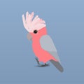 An illustration of a cute galah cockatoo