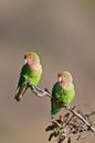 Lovebirds Royalty Free Stock Photo