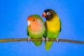 Lovebirds on a branch