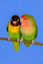 Lovebirds on a branch