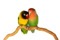 Lovebirds on a branch Royalty Free Stock Photo