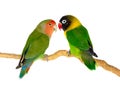 Lovebirds on a branch Royalty Free Stock Photo