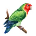 Lovebirds isolated on white background. Cute parrot. Watercolor tropical bird illustration, hand drawing painting Royalty Free Stock Photo