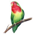 Lovebirds isolated on white background. Cute parrot. Watercolor tropical bird illustration, hand drawing painting Royalty Free Stock Photo