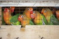 Lovebirds at a local bird market ready for shipment Royalty Free Stock Photo