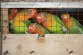 Lovebirds at a local bird market ready for shipment to pet store Royalty Free Stock Photo