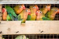 Lovebirds local bird market ready for shipment to pet stores Royalty Free Stock Photo