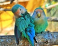 Lovebirds-Monkey Zoo-Tenerife-Spain