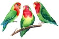 Lovebirds parrots Watercolor tropical birds illustration, hand drawing painting Royalty Free Stock Photo