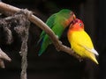 Lovebirds perched on a rugged tree branch against a natural outdoor backdrop