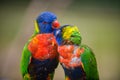 Lovebirds Rainbow lorikeet, Trichoglossus moluccanus
