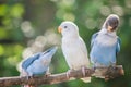 Lovebirds standing on the tree in garden on blurred bokeh background Royalty Free Stock Photo