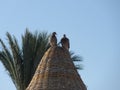 Lovebirds on sunshade Royalty Free Stock Photo