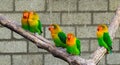 Lovebirds together on a branch with one close couple, tropical and colorful small parrots from africa