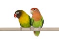 Lovebirds on a white background Royalty Free Stock Photo