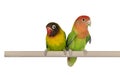 Lovebirds on a white background Royalty Free Stock Photo