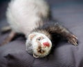 Loved skulk coloured ferret on the balcony smiling and cleaning its pelt happily