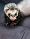 Loved skulk coloured ferret on the balcony smiling and cleaning its pelt happily