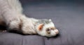 Loved skulk coloured ferret on the balcony smiling and cleaning its pelt happily Royalty Free Stock Photo
